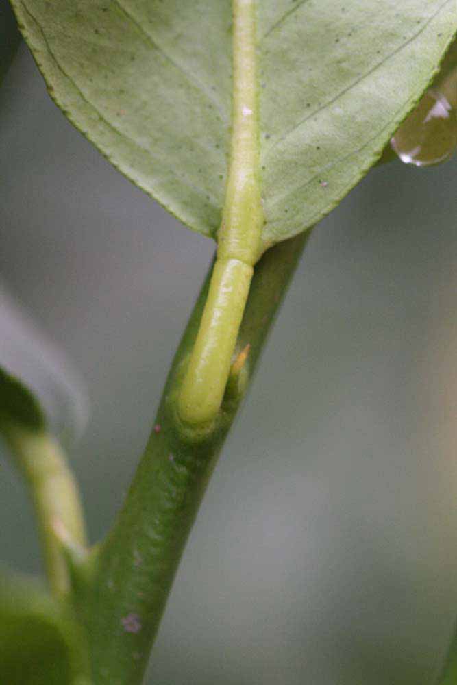                 Petiole (Cook, Riverside, CA)       
